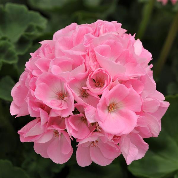 Geranium, Light Pink