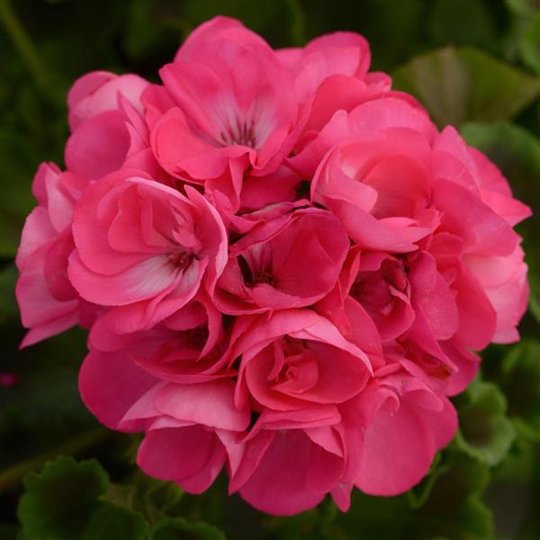 Geranium, Hot Pink