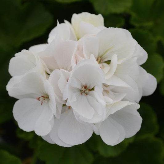 Geranium, White