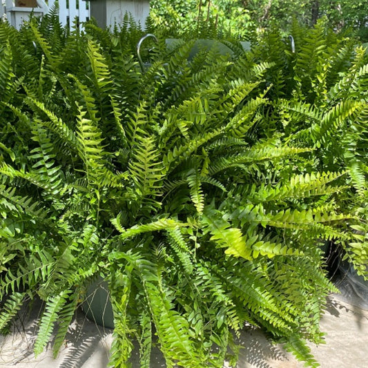 Fern, Boston Hanging