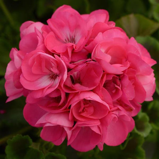 Geranium, Hot Pink