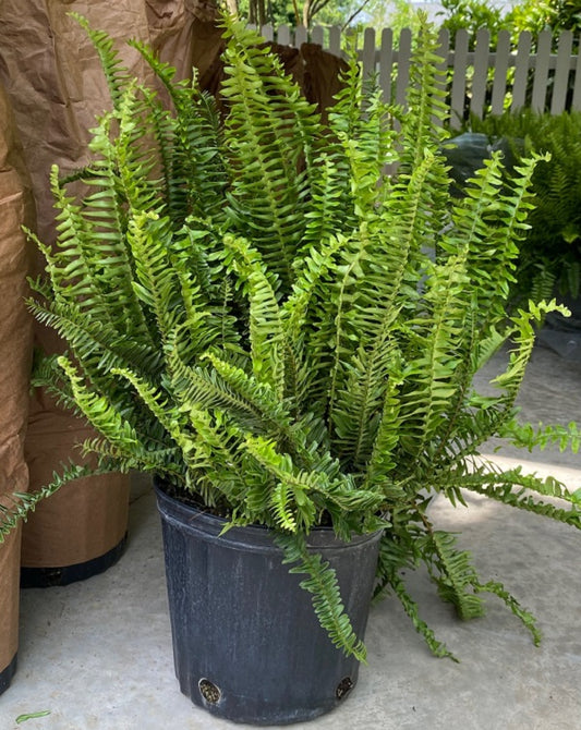 Fern, Kimberly Queen